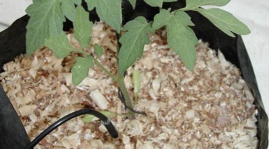 Cultivo tomate substrato de corteza de pino