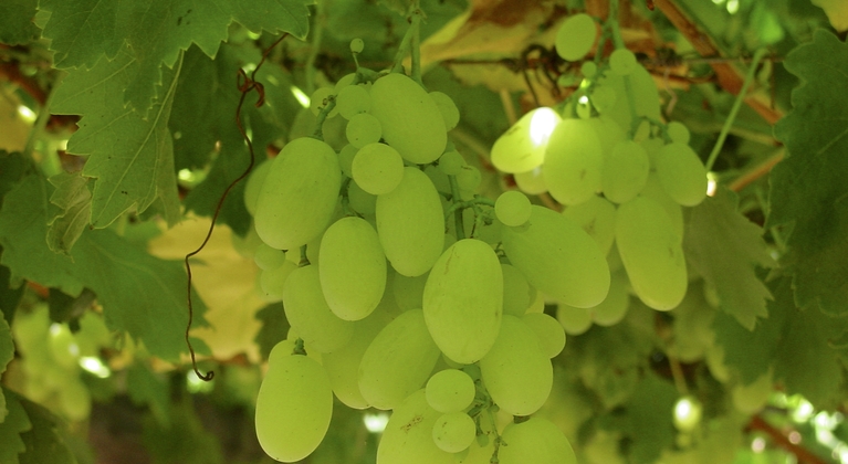 La producción mundial de la uva de mesa