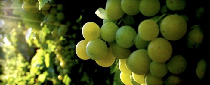 Influir en el color de la uva de mesa