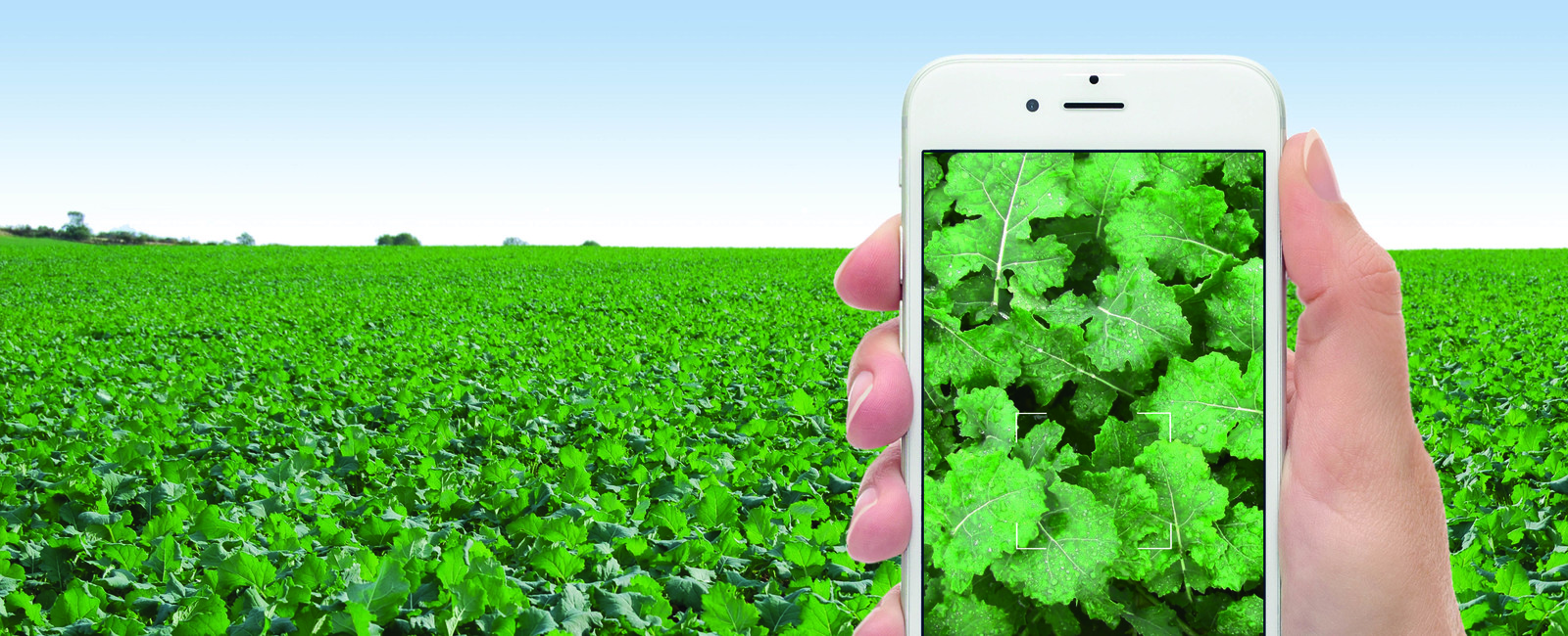 Portafolio de Agricultura Digital