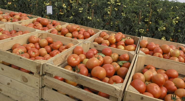 Incrementar el rendimiento del tomate