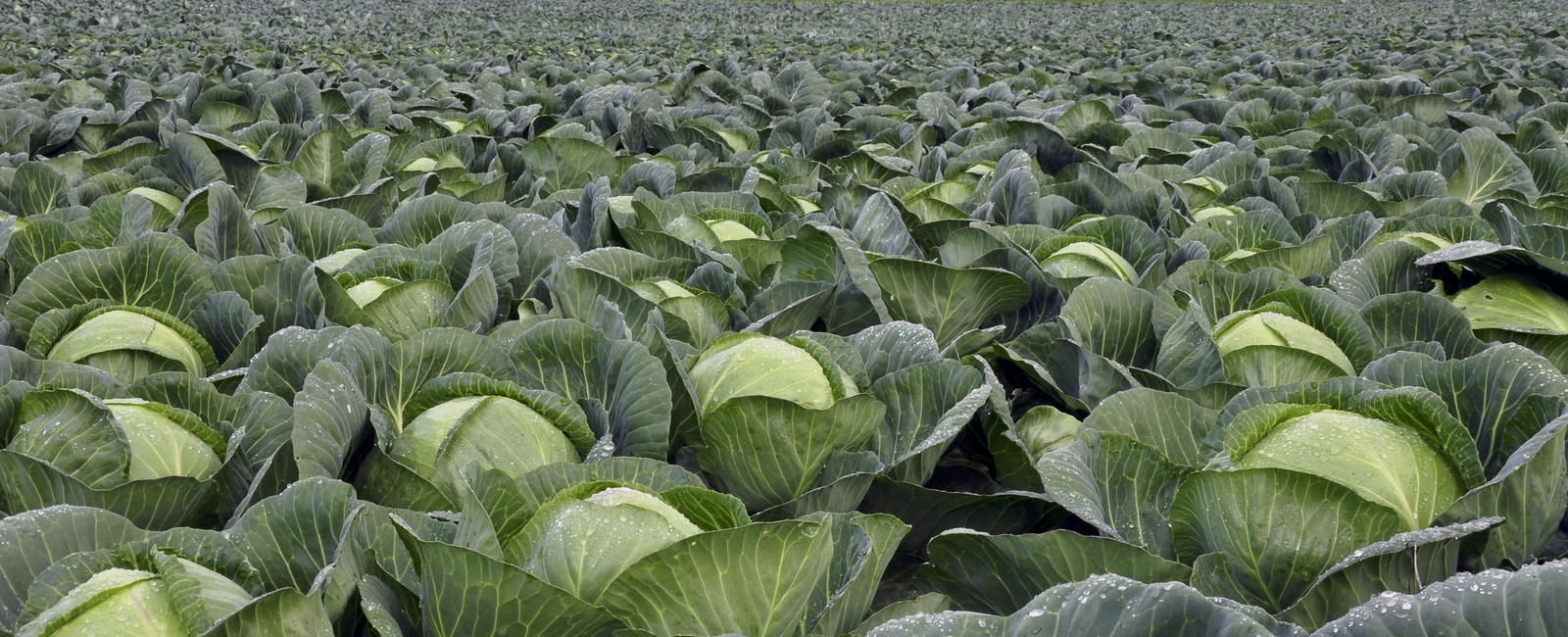 Cabbage crop nutrition