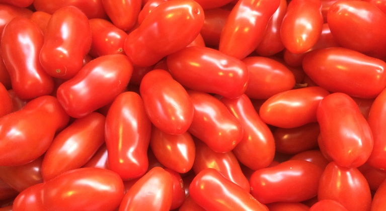 Principios agronómicos en tomate