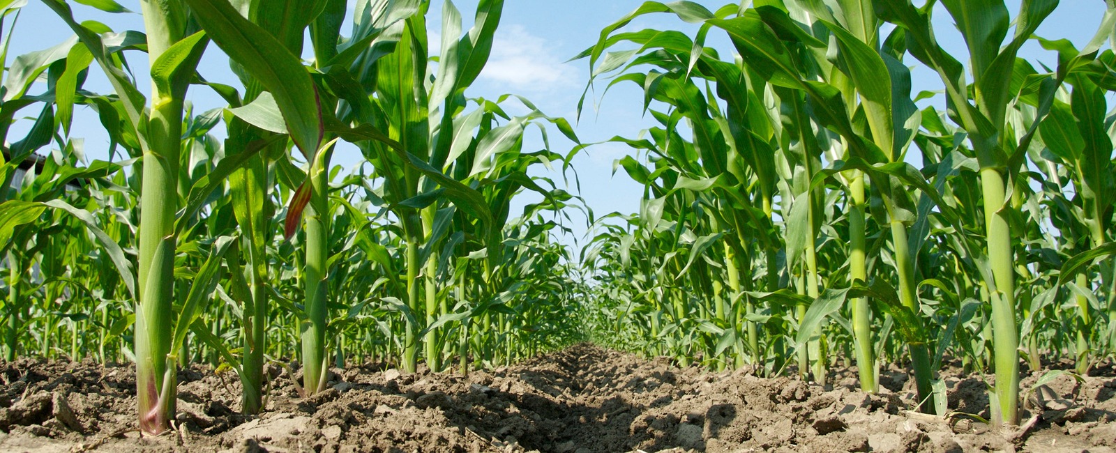 Kukurūzų derlingumo didinimas